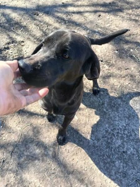 Negro ist ein Aussetzungsopfer