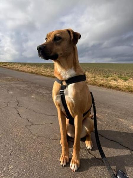 Max - auf der suche nach Nähe&Sicherheit