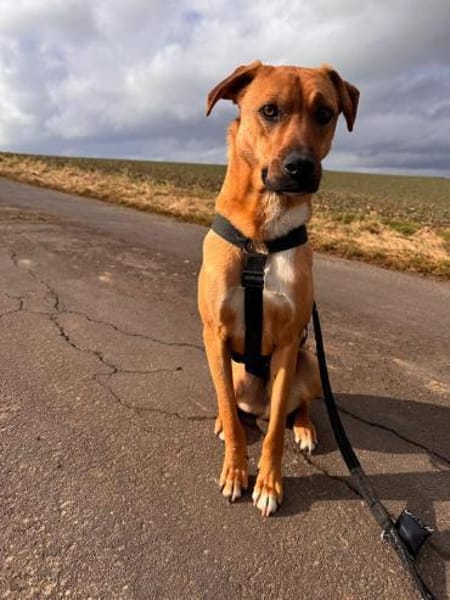 Max - auf der suche nach Nähe&Sicherheit