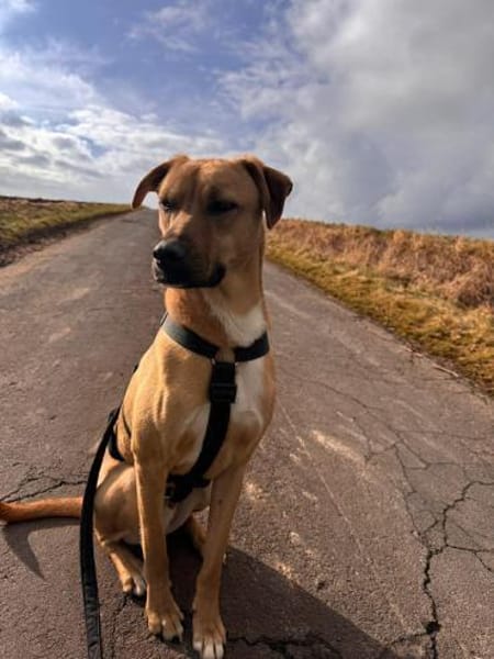 Max - auf der suche nach Nähe&Sicherheit