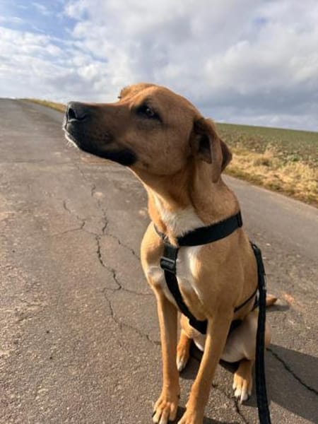 Max - auf der suche nach Nähe&Sicherheit