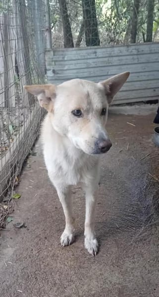 Justin ist ein Herzenshund