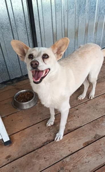 Dixi sucht Körchen für immer