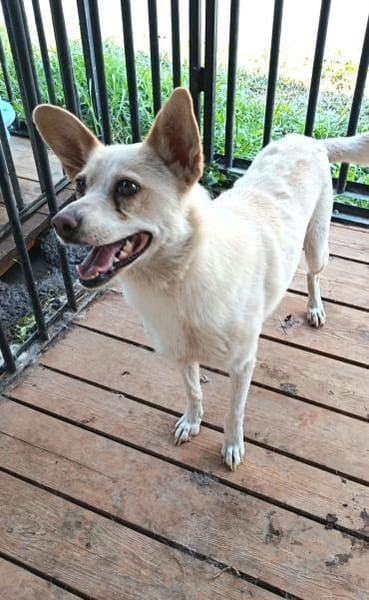 Dixi sucht Körchen für immer