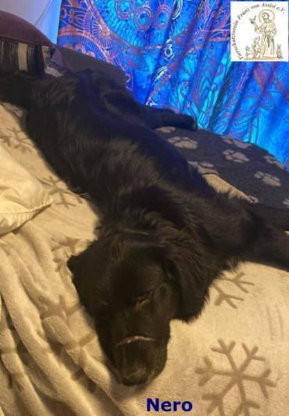 Nero  manchmal ist Liebe schwarz-weiß