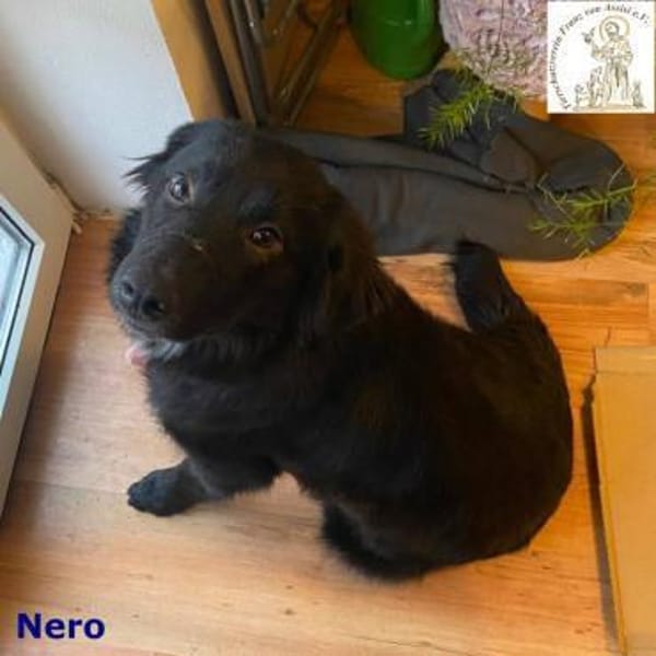 Nero  manchmal ist Liebe schwarz-weiß