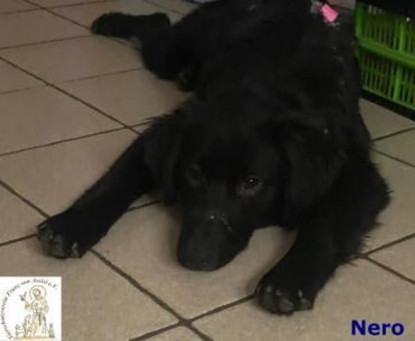 Nero  manchmal ist Liebe schwarz-weiß