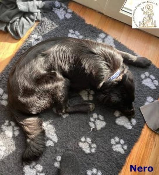 Nero  manchmal ist Liebe schwarz-weiß