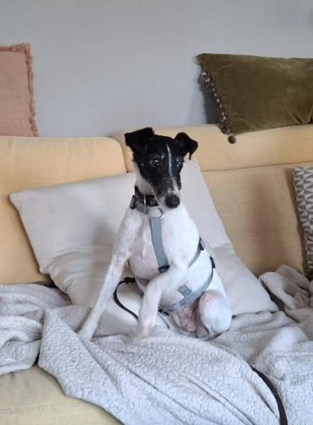 Penelope Foxterrier Hündin 7 J  PS 45481