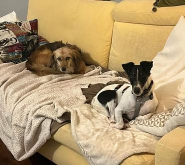 Penelope Foxterrier Hündin 7 J  PS 45481