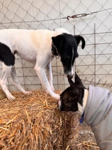 Penelope Foxterrier Hündin 7 J  PS 45481