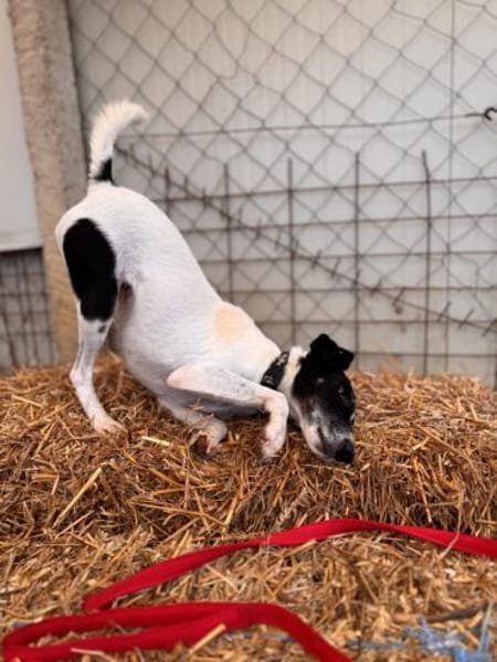 Penelope Foxterrier Hündin 7 J  PS 45481