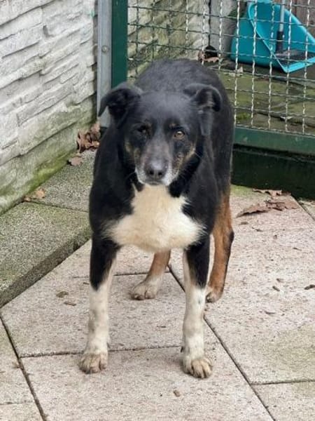 MIMI-verschmuste, hübsche Hündin,49 cm