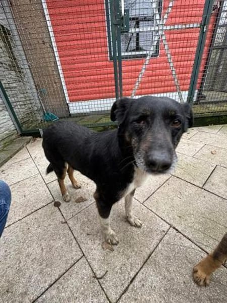 MIMI-verschmuste, hübsche Hündin,49 cm