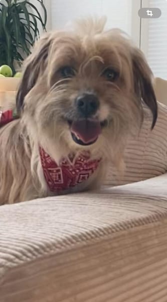 Melli sucht ein Zuhause 🐾❤