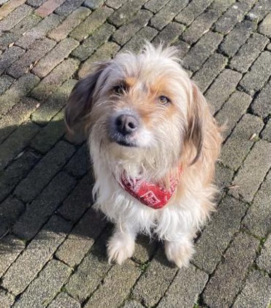 Melli sucht ein Zuhause 🐾❤