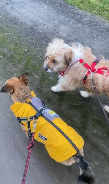 Melli sucht ein Zuhause 🐾❤