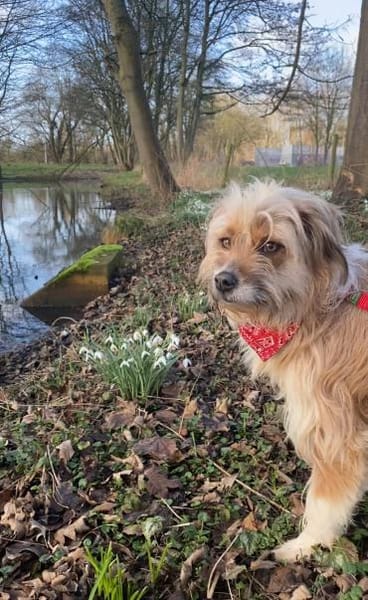 Melli sucht ein Zuhause 🐾❤