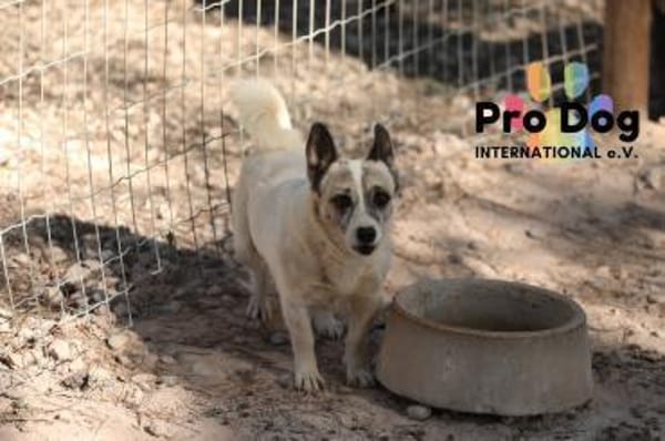 Tilda auf Pflegestelle