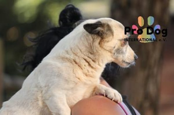 Tilda auf Pflegestelle