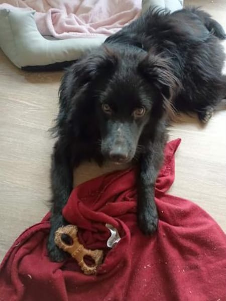 aktiver hübscher Parker auf PS 95448