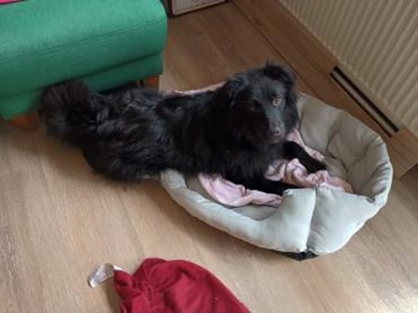 aktiver hübscher Parker auf PS 95448