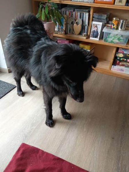 aktiver hübscher Parker auf PS 95448