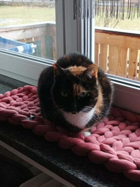 Zuhause gesucht für Sissi&Max