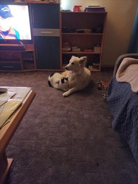 Zuhause gesucht für Sissi&Max