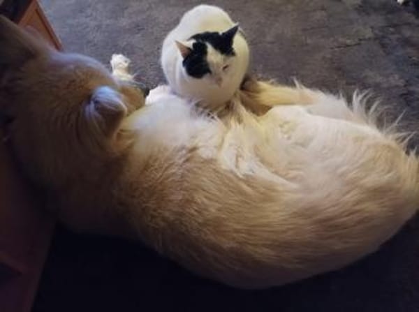 Zuhause gesucht für Sissi&Max