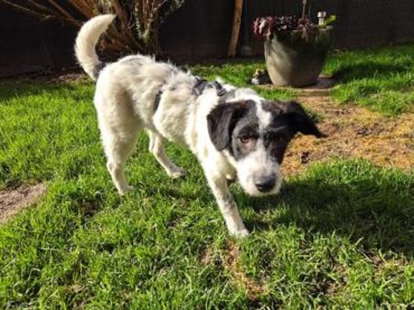 ELSA-TSEZ am 01.03.-zuckersüße W.-Hündin