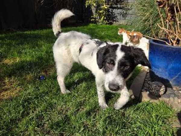 ELSA-TSEZ am 01.03.-zuckersüße W.-Hündin