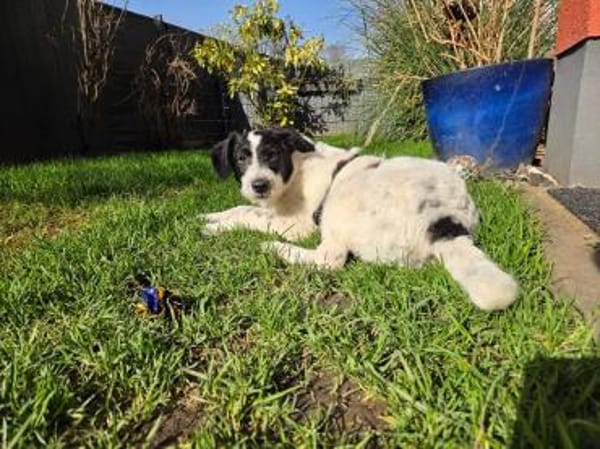 ELSA-TSEZ am 01.03.-zuckersüße W.-Hündin