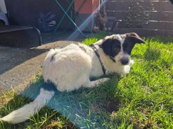 ELSA-TSEZ am 01.03.-zuckersüße W.-Hündin