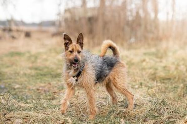 Twist -ein toller Rüde sucht dich!