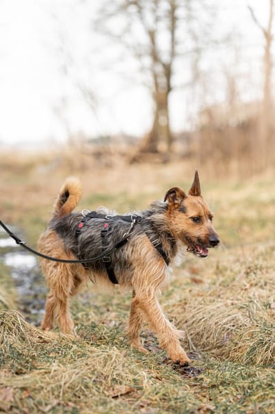 Twist -ein toller Rüde sucht dich!
