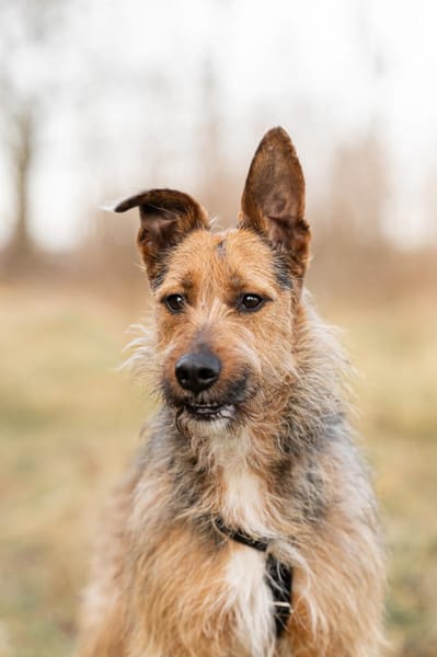 Twist -ein toller Rüde sucht dich!