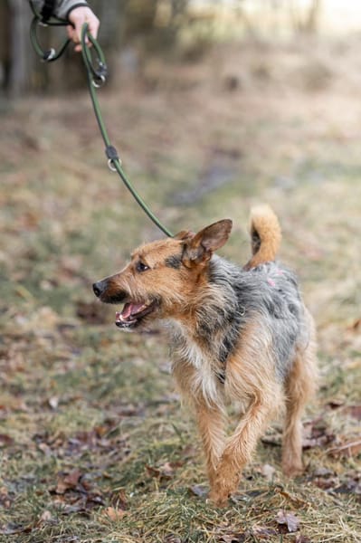 Twist -ein toller Rüde sucht dich!