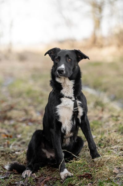 Ares - ein junger Rüde