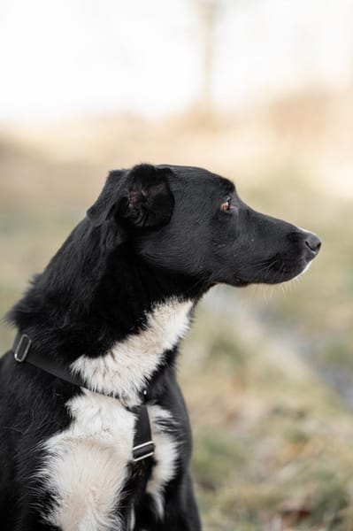 Ares - ein junger Rüde