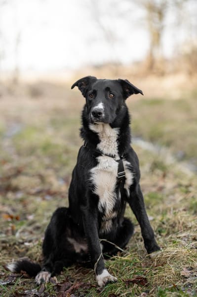 Ares - ein junger Rüde