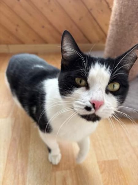 Azrael aus dem Tierschutz