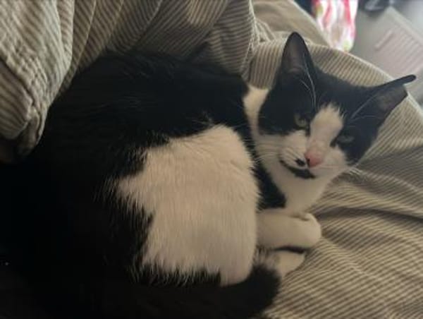 Azrael aus dem Tierschutz