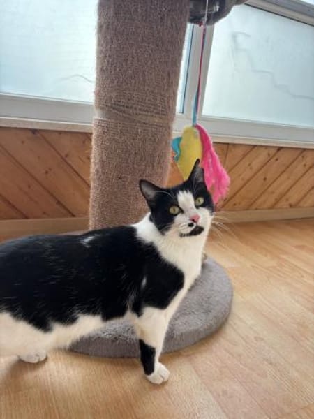 Azrael aus dem Tierschutz