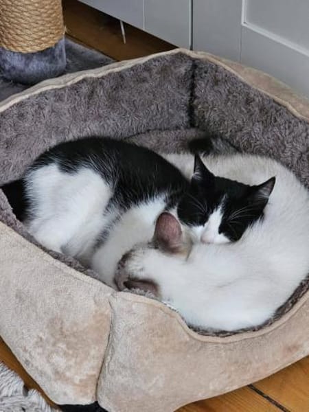 Pichon und Melchor warten auf Dich