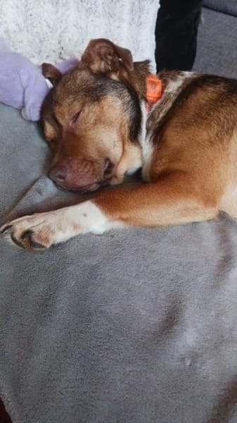 toller, lieber Filou auf PS in 91207