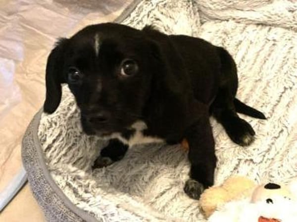 JANNIK-am 01.03. bei TSEZ-lieber W.-Rüde