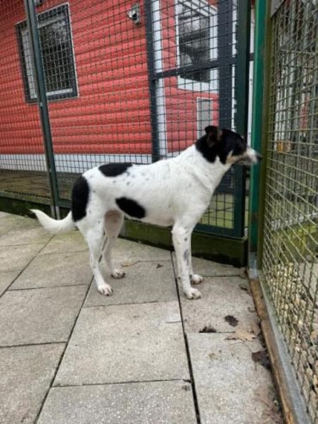 AMANDA-fröhliche,menschenbezogene Hündin