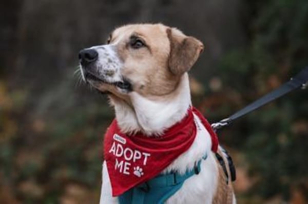 Felicio wartet in 99718 Greussen