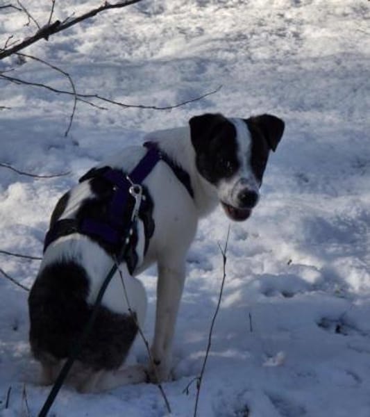 sanftes Welpenmädchen Ulla auf PS 90475